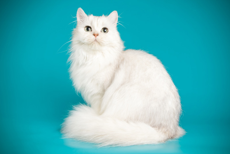 Transtorno Obsessivo Compulsivo em Felinos